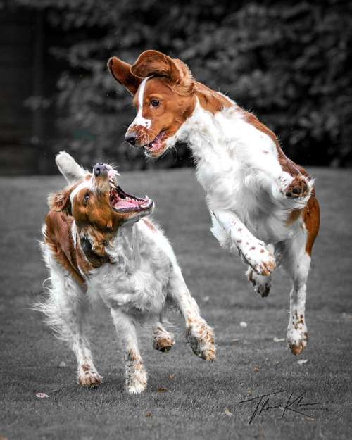 Hundeauslaufgebiet-Thomas Klemm-Bild