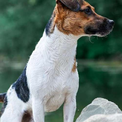 Hundeauslaufgebiet-Thomas Klemm-Bild