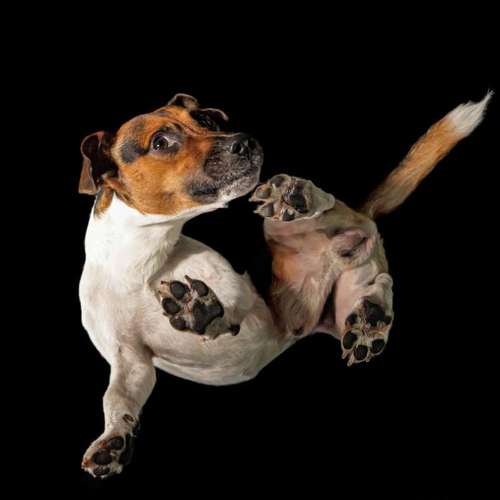 Hundeauslaufgebiet-Thomas Klemm-Bild