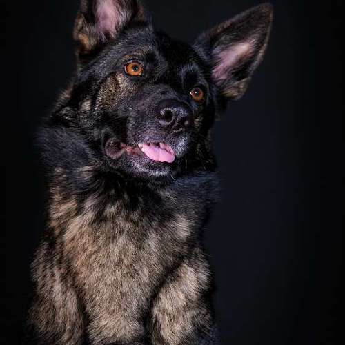 Hundeauslaufgebiet-Thomas Klemm-Bild