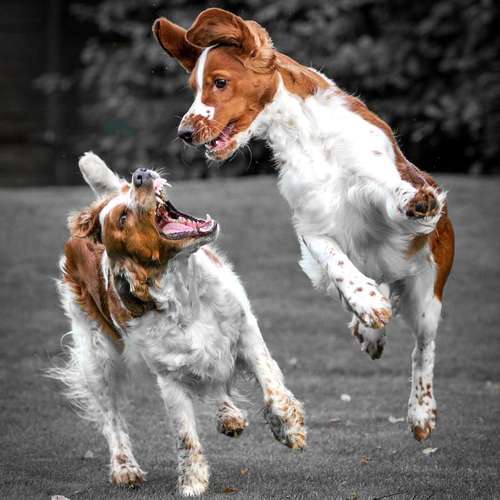 Hundeauslaufgebiet-Thomas Klemm-Bild