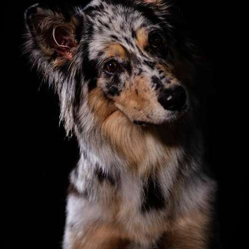 Hundeauslaufgebiet-Thomas Klemm-Bild