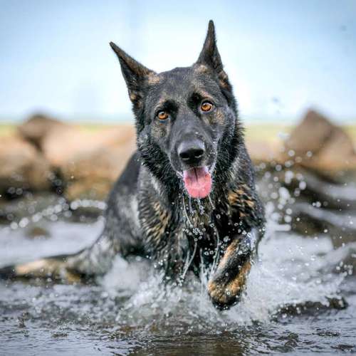 Hundeauslaufgebiet-Thomas Klemm-Bild