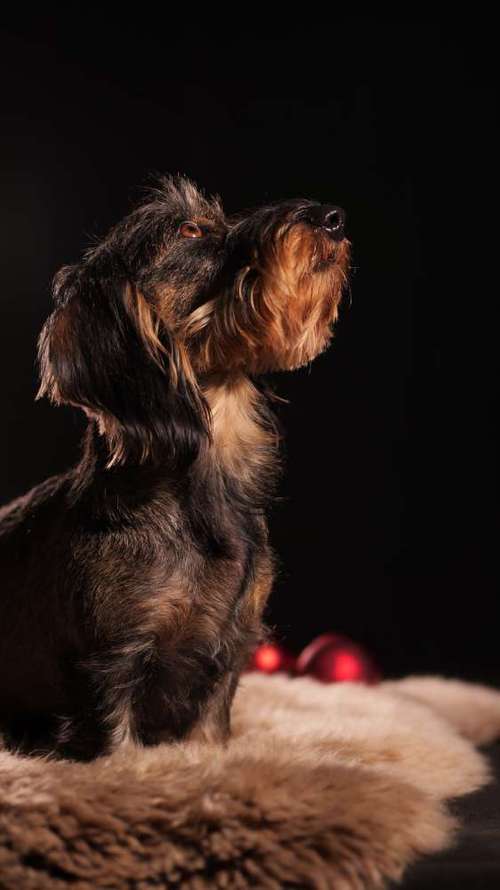 Hundeauslaufgebiet-Thomas Klemm-Bild