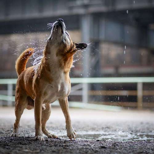 Hundeauslaufgebiet-Thomas Klemm-Bild