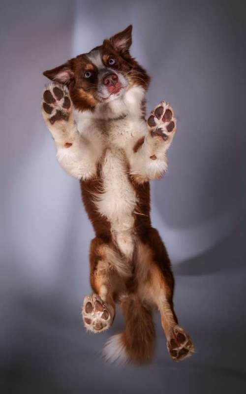 Hundeauslaufgebiet-Thomas Klemm-Bild