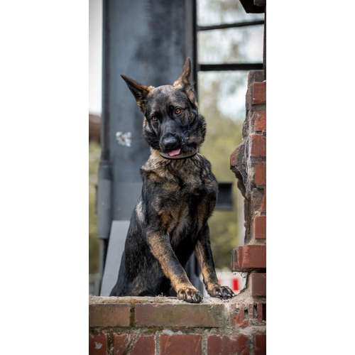 Hundeauslaufgebiet-Thomas Klemm-Bild