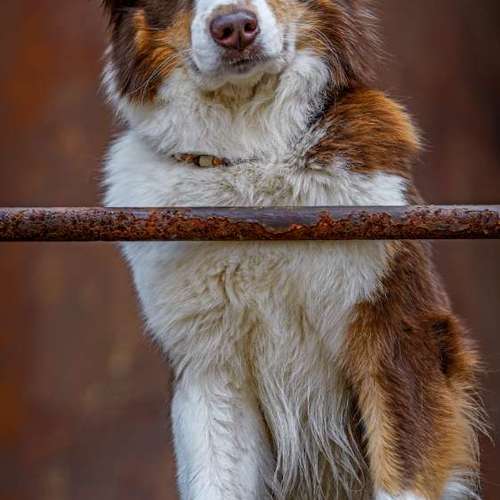 Hundeauslaufgebiet-Thomas Klemm-Bild