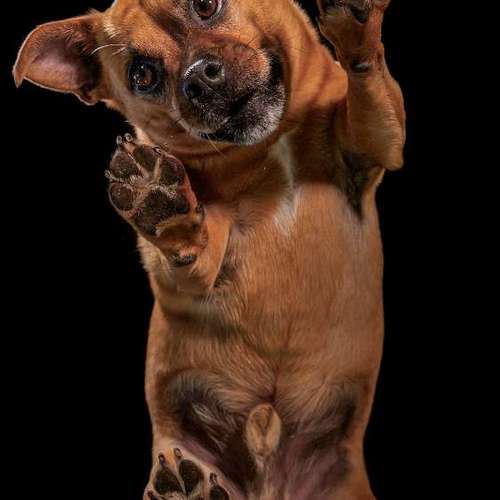 Hundeauslaufgebiet-Thomas Klemm-Bild