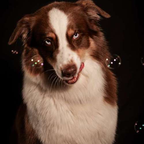 Hundeauslaufgebiet-Thomas Klemm-Bild