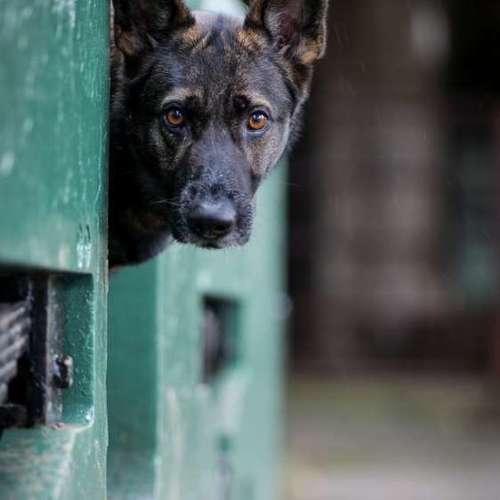 Hundeauslaufgebiet-Thomas Klemm-Bild