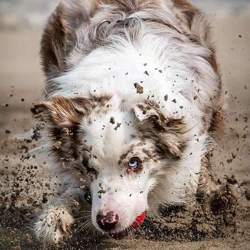 Hundeauslaufgebiet-Thomas Klemm-Bild