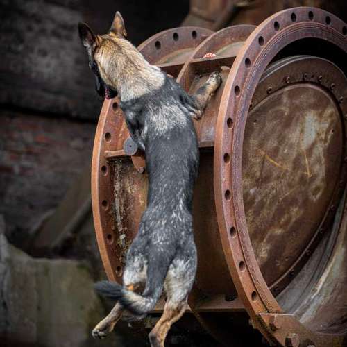 Hundeauslaufgebiet-Thomas Klemm-Bild