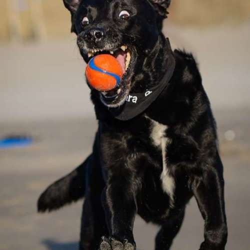 Hundeauslaufgebiet-Thomas Klemm-Bild