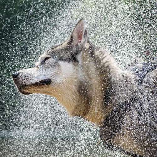 Hundeauslaufgebiet-Thomas Klemm-Bild