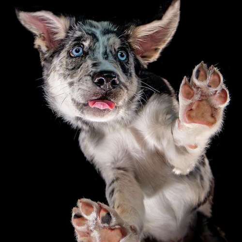 Hundeauslaufgebiet-Thomas Klemm-Bild