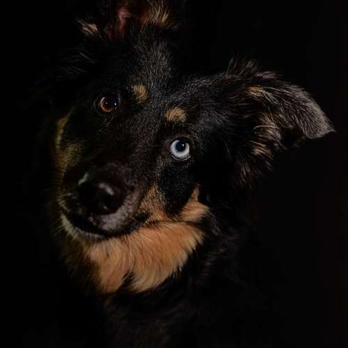 Hundeauslaufgebiet-Thomas Klemm-Bild