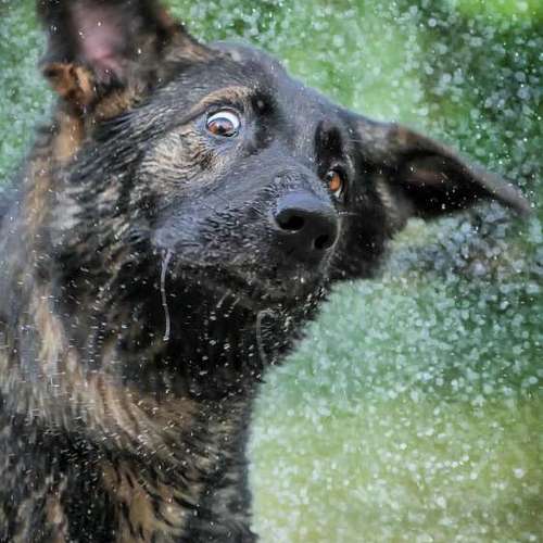 Hundeauslaufgebiet-Thomas Klemm-Bild