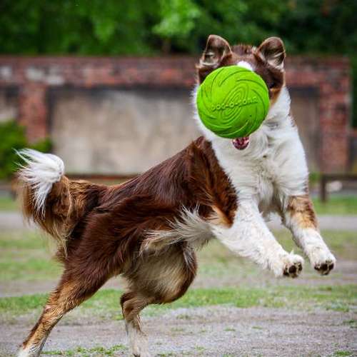 Hundeauslaufgebiet-Thomas Klemm-Bild