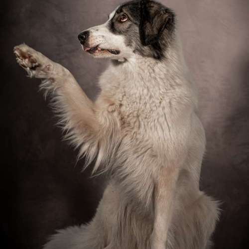 Hundeauslaufgebiet-Thomas Klemm-Bild