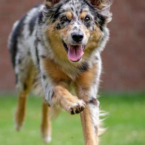 Hundeauslaufgebiet-Thomas Klemm-Bild