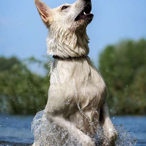 Hundeauslaufgebiet-Thomas Klemm-Bild