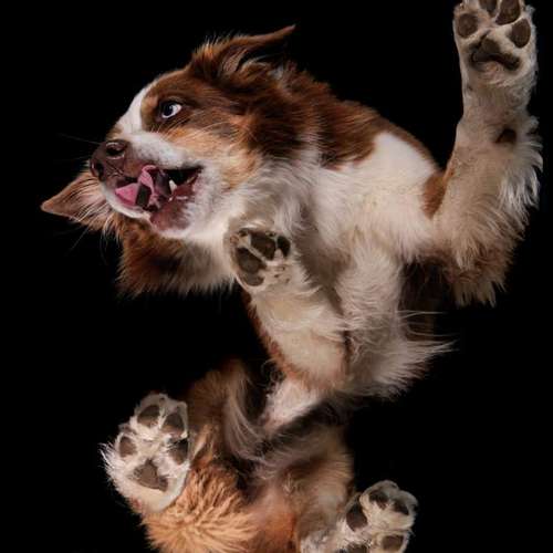 Hundeauslaufgebiet-Thomas Klemm-Bild