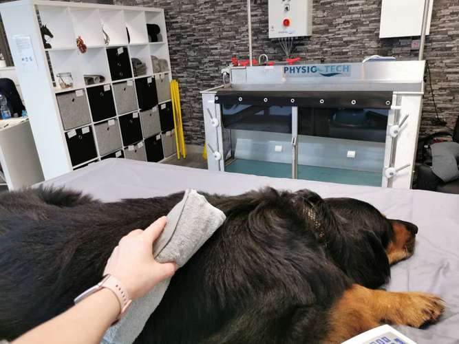 Hundeauslaufgebiet-Tierphysiotherapie Vitales Gangwerk-Bild