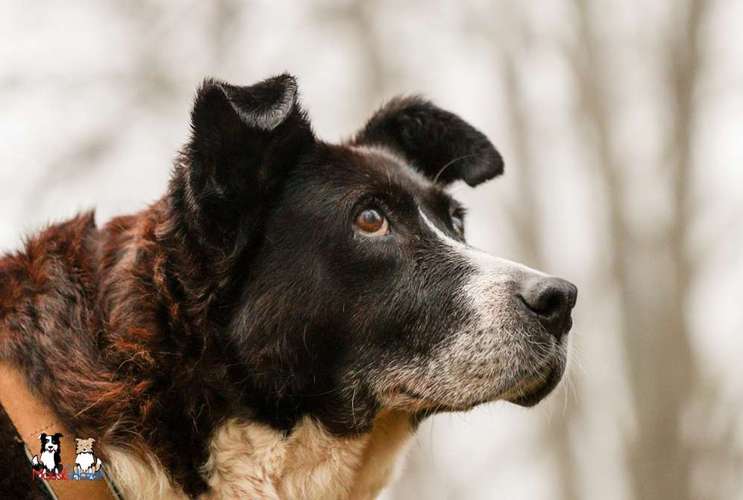 Hundeauslaufgebiet-Mausi&Hazel Fotografie-Bild