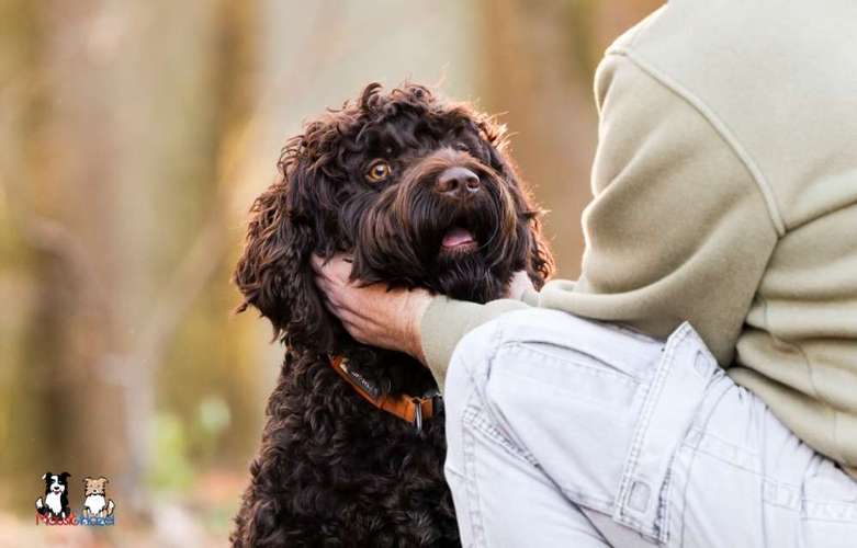 Hundeauslaufgebiet-Mausi&Hazel Fotografie-Bild