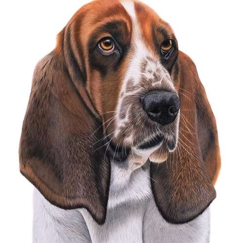 Hundeauslaufgebiet-Sarah Lueders Art-Bild