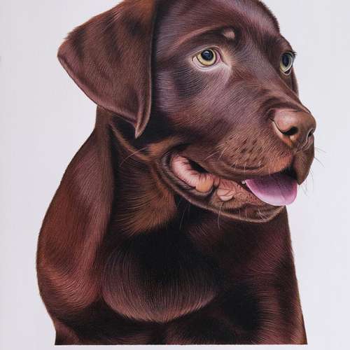 Hundeauslaufgebiet-Sarah Lueders Art-Bild