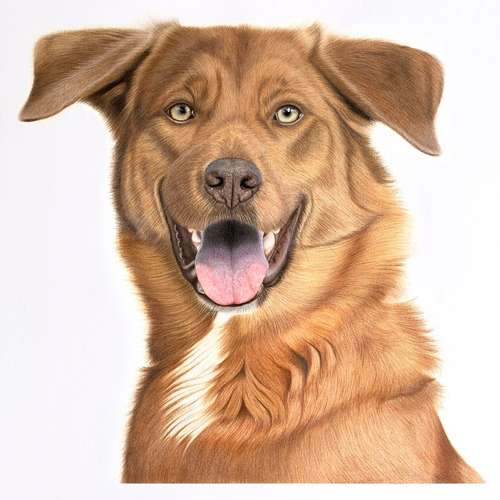 Hundeauslaufgebiet-Sarah Lueders Art-Bild