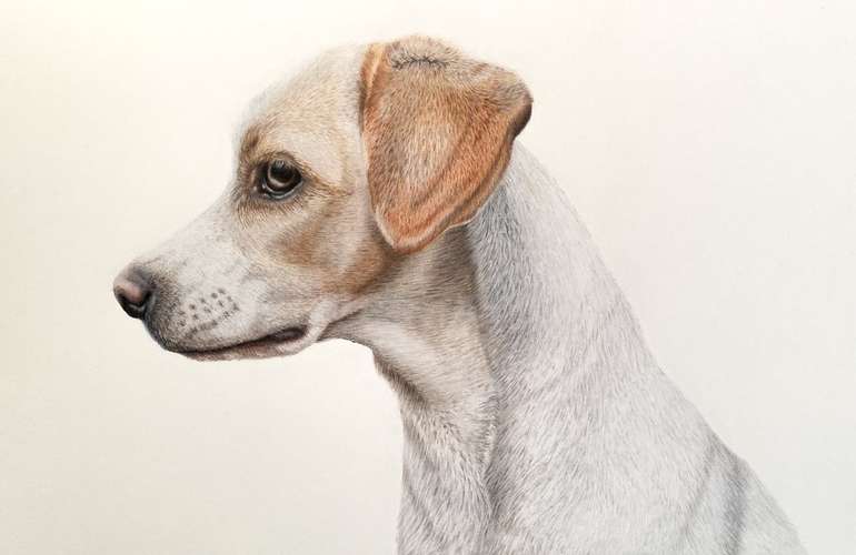 Hundeauslaufgebiet-Sarah Lueders Art-Bild