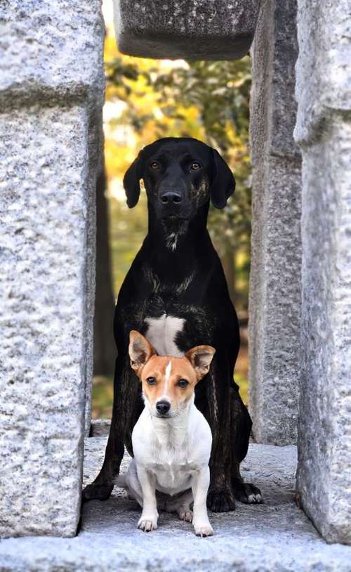 Hundeauslaufgebiet-hundeparadies.dog-Bild