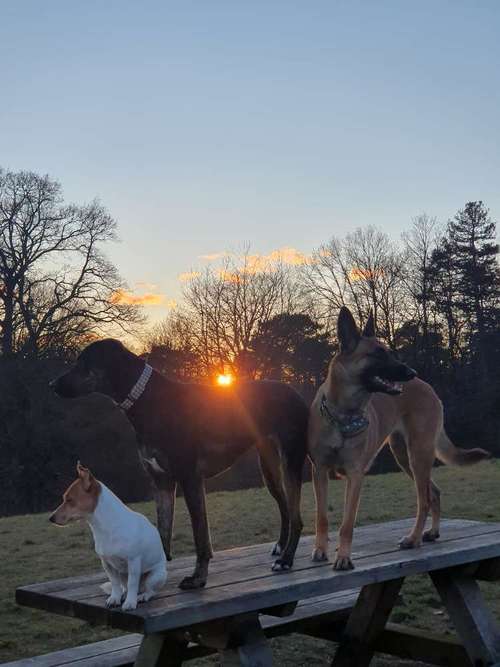 Hundeauslaufgebiet-hundeparadies.dog-Bild