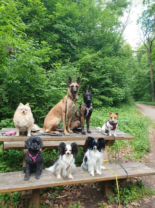 Hundeauslaufgebiet-hundeparadies.dog-Bild