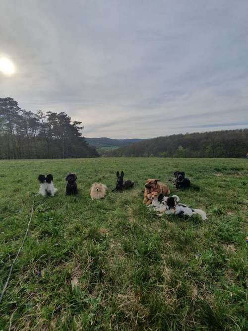 Hundeauslaufgebiet-hundeparadies.dog-Bild