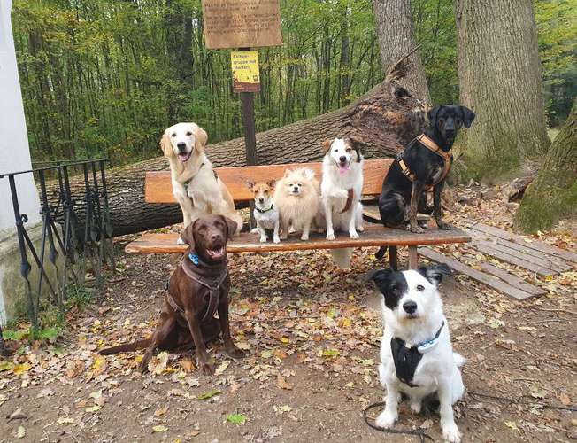 Hundeauslaufgebiet-hundeparadies.dog-Bild