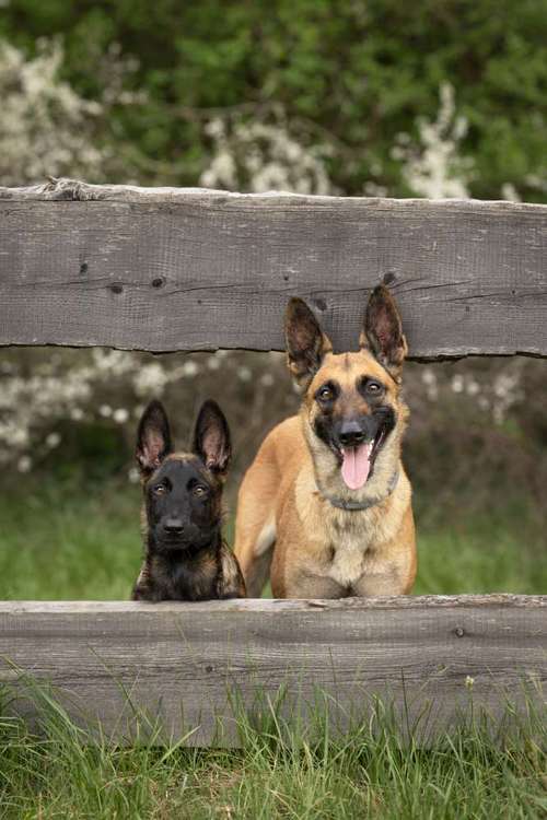 Hundeauslaufgebiet-hundeparadies.dog-Bild