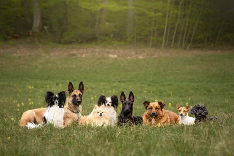 Hundeauslaufgebiet-hundeparadies.dog-Bild
