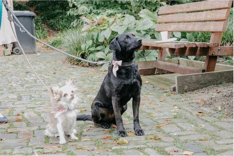 Hundeauslaufgebiet-Hundeschule Kämmerling -Bild