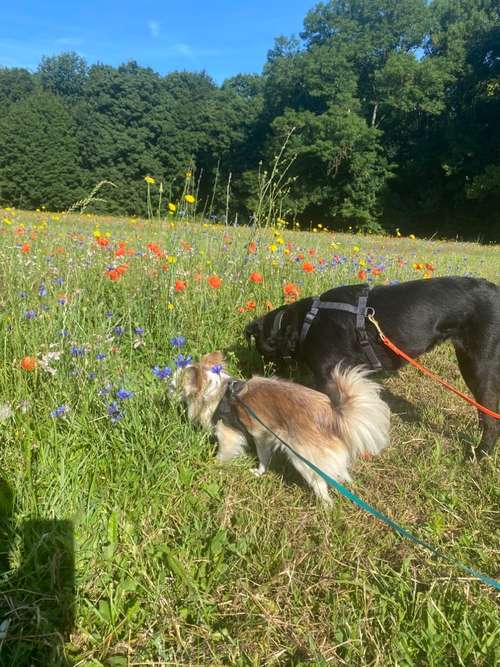 Hundeauslaufgebiet-Hundeschule Kämmerling -Bild