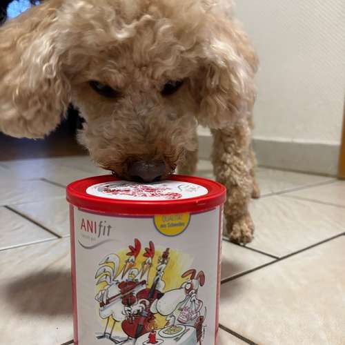 Hundeauslaufgebiet-Franzi mit Femi - Fachberaterin AniFit-Bild
