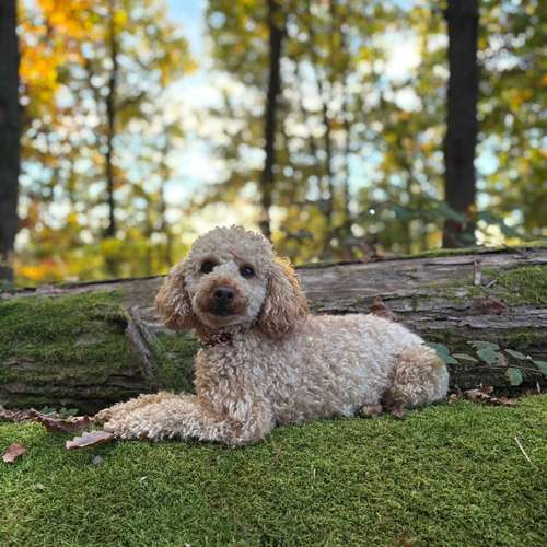 Hundeauslaufgebiet-Franzi mit Femi - Fachberaterin AniFit-Bild