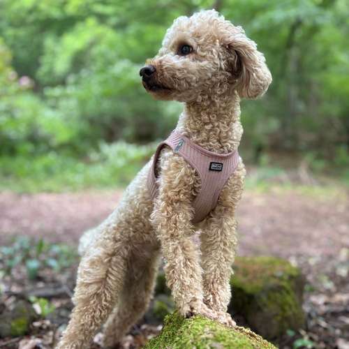 Hundeauslaufgebiet-Franzi mit Femi - Fachberaterin AniFit-Bild