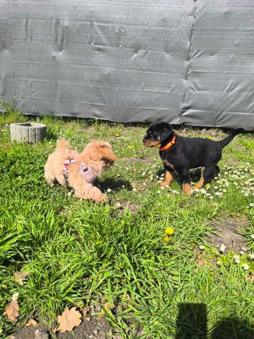 Hundeauslaufgebiet-Hundeschule Stormydogs-Bild