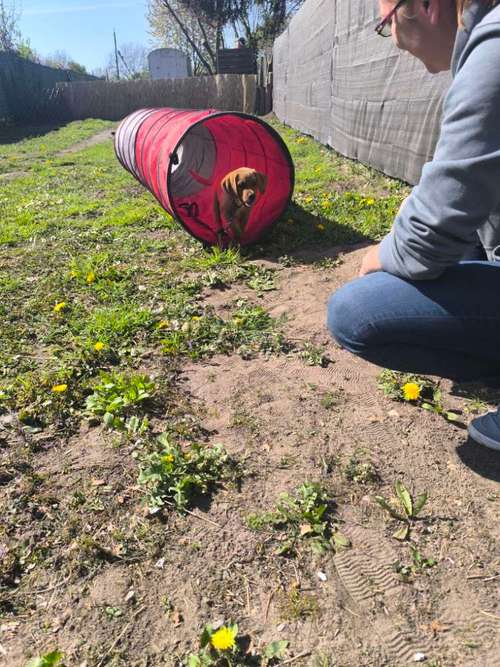 Hundeauslaufgebiet-Hundeschule Stormydogs-Bild