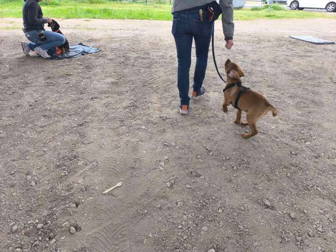 Hundeauslaufgebiet-Hundeschule Stormydogs-Bild