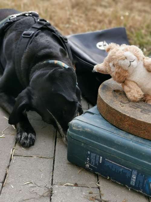 Hundeauslaufgebiet-Aron's Spürnasentraining-Bild